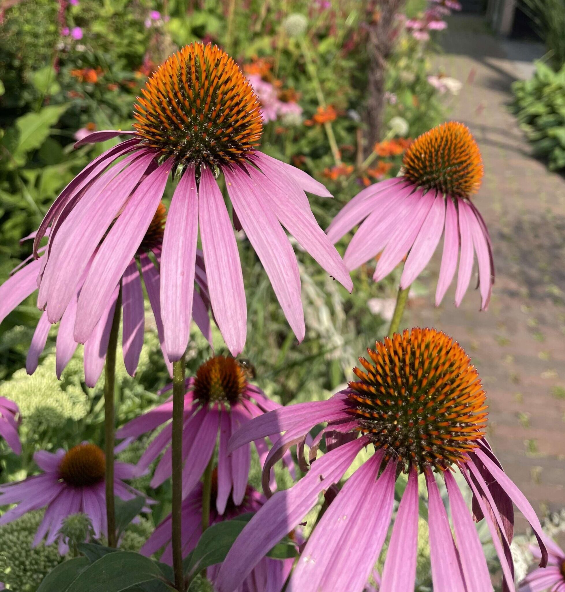 echinacea purperea