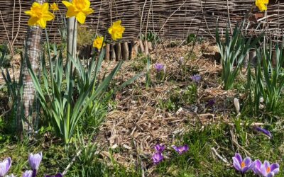Ecologisch tuinieren in de lente