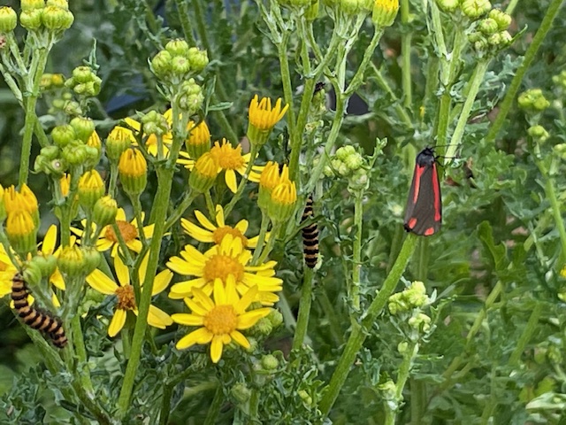 echinacea purperea